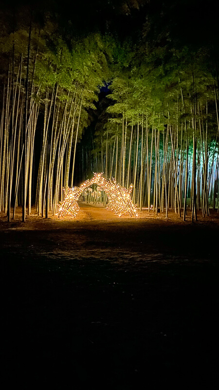 bamboo-forest-illumination