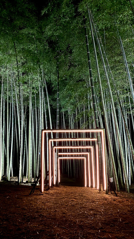 bamboo-forest-japan04