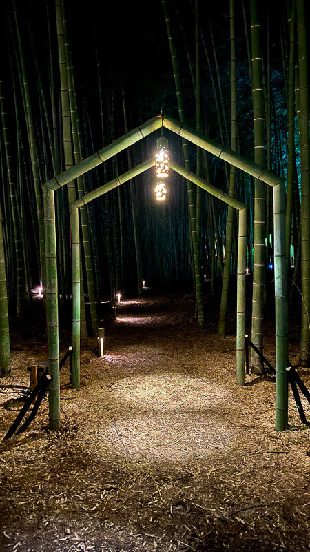 bamboo-forest-japan05